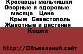 Красавцы мальчишки. Озорные и здоровые. 3 месяца › Цена ­ 50 - Крым, Севастополь Животные и растения » Кошки   